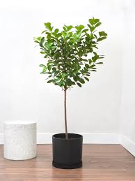 Image result for Ficus demeusei