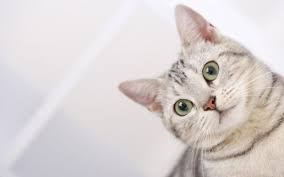 Cat Wallpapers Photo Cat Background Cute Cat Wallpaper Cat Wallpaper