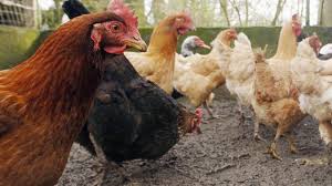 La campagne de vaccination contre la grippe a débuté le 13 octobre 2020. Vallee De La Lys Sept Communes Sous Surveillance Apres La Detection D Un Foyer De Grippe Aviaire A Menin Belgique