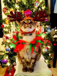 12 Days Of Grumpy Cat Christmas Christmas Cats Grumpy Cat Christmas Christmas Animals