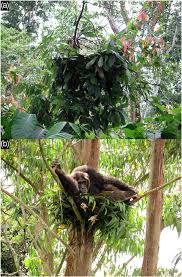 Image result for Neoboutonia melleri