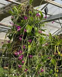 Image result for Indigofera pulchra