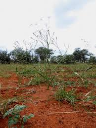 Image result for Afrosolen coeruleus