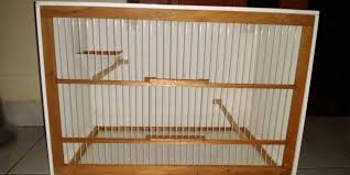 Dalam satu kandang koloni, jumlah pasangan kenari yang ideal mampu 1 pejantan 4 betina atau dua pejantan 8 betina. Panduan Cara Beternak Kenari Paling Lengkap Untung Besar Pintarpet