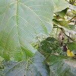 Image result for Neoboutonia macrocalyx