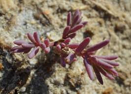 Image result for Suaeda plumosa