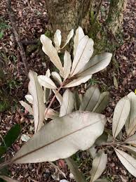 Image result for Englerophytum