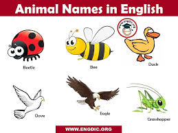 Animals Name List In English A To Z Pictures And Pdf Engdic