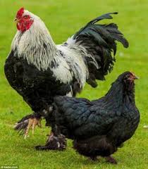 Ayam Brahma Ayam Kapas Ternak Ayam Ayam