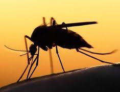 Bees are beneficial for the environment in a variety of ways. Jim S Pest Control Jimstermitepestcontrol Profile Pinterest