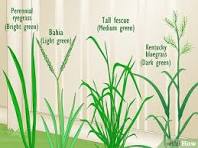 What Type of Grass Do I Have? Simple Identification Steps