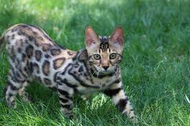 They do not require special handling like wild cats. Bengal Cat Information Pictures Personality Care