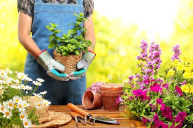 Garden nursery advice, the site which brings you a wealth of information about landscaping your garden, with handy hints and top tips from the experts. Best Useful House Gardening Tips For Beginners Gardens Nursery