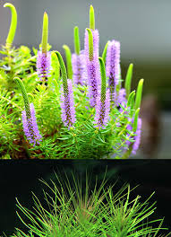 Endless List Of Favorite Aquatic Plants 20 Pogostemon Erectus Upper Picture Shows Emersed Plant Ph Live Aquarium Plants Aquatic Garden Planted Aquarium