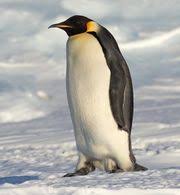 Terms in this set (6). Emperor Penguin Facts For Kids