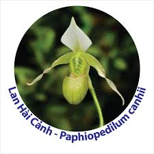 Image result for Habenaria petitiana