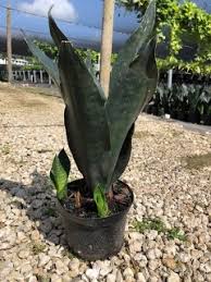 Sansevieria is one of the best air purifiers plants, place it in your bedroom. Sansevieria Black Dragon 6 Inch Foliage Plants