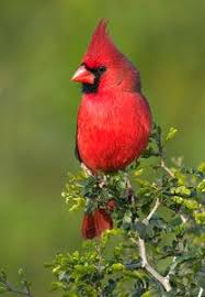 On the other hand, dna analysis of the genera piranga (which includes the scarlet tanager, summer tanager, and western tanager), chlorothraupis, a. Northern Cardinal Bird Gallery Houston Audubon