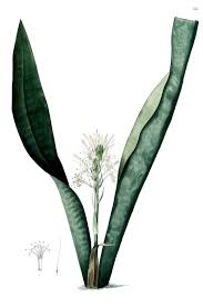 Image result for Sansevieria hyacinthoides