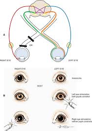 Image result for Optical Reflex
