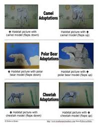 These ears are important because they help prevent water entering their ears which could then freeze and damage their ear drums. 20 Polar Bears Ideas Polar Polar Bear Artic Animals