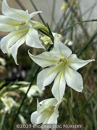 Image result for Gladiolus pretoriensis