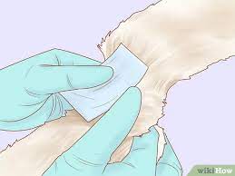 Neutering may relieve the cat of stud tail. How To Diagnose And Treat Stud Tail In Cats 14 Steps