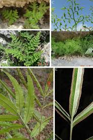 Image result for Pteris commutata