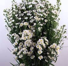 Pin Di Wedding Bells