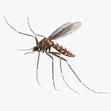 Mosquito Flies 3d Model Ad Mosquito Flies Model In 2020 3d Model Mosquito Real Model