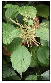 Image result for Boehmeria macrophylla