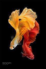 Der siamesische kampffisch gehört mit zu den beliebesten arten der aquaristik. Siamesischer Kampffisch Von Panom Bounak Stockfoto 234867119 500px 234867119 500px Bounak Kampffis Kampffisch Siamesischer Kampffisch Fisch Zeichnung