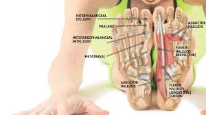 Anatomy 101 Strengthen Your Big Toes To Build Stability Yoga Journal Big Toe Anatomy