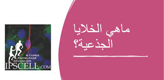 ماهية الخلايا الجذعية (stem cells)؟ تعتبر الخلية الجذعية هي حجر أساس تكوين الجنين الإنساني؛ فهي خلايا حية ولكنها غير متخصصة ولا مكتملة الانقسام، ورغم أنها غير متخصصة إلا أنها قادرة على التطور والنمو والانقسام لكي تتحول. What Are Stem Cells In Arabic Ù…Ø§Ù‡ÙŠ Ø§Ù„Ø®Ù„Ø§ÙŠØ§ Ø§Ù„Ø¬Ø°Ø¹ÙŠØ© The Niche