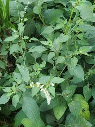 Image result for Celosia trigyna