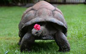 File:Aldabra Giant Tortoise In Paphos Zoo, Cyprus.Jpg - Wikimedia Commons