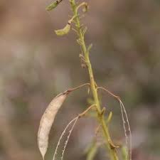 Image result for Cleome schimperi