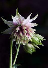 Aquilegia Nora Barlow Amazing Flowers Beautiful Flowers Planting Flowers