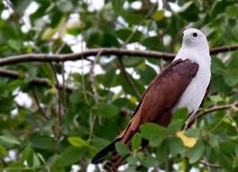 Lingkungan fisik kawasan timur begitu beragam, terutama iklim tropis hingga terlalu banyak terdapat hutan tropis dengan kekayaan flora dan fauna yang melimpah. Flora Dan Fauna Khas Jakarta The Colour Of Indonesia