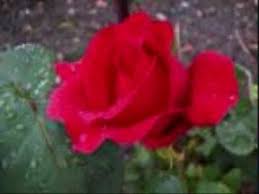 Paper Roses Anita Bryant Paper Roses Oldies Music Music Memories