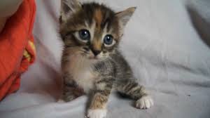 These little guys are playing in the grass, climbing along trees, wrestling with each other and even. Cute Baby Kitten Meows Because Mama Cat Is Not There Youtube