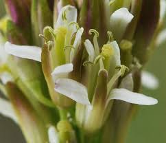 Image result for Turritis