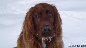L Hiver Au Quebec Long Hair Styles Hair Styles Style