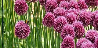 It will self seed itself in many gardens but is only hardy to h3. Bee Friendly Plants Flowers The Rspb