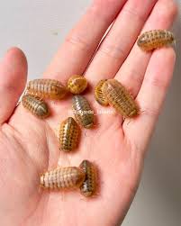 Image result for Disa brevicornis