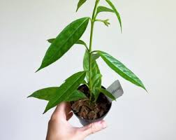 Image result for Selago lacunosa