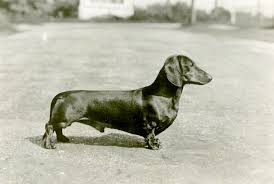 On average, a dachshund puppy in oregon costs around $200 and $3,500. Dachshund History The Badger Dog S Fascinating Past American Kennel Club