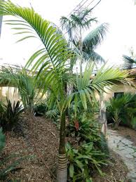 Image result for Hyophorbe indica