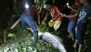 Ular sawa makan orang upload, share, download and embed your videos. Manusia Dimakan Ular Begini Cara Menangkal Belitan Piton Nasional Tempo Co