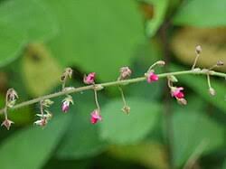 Image result for Pseudarthria